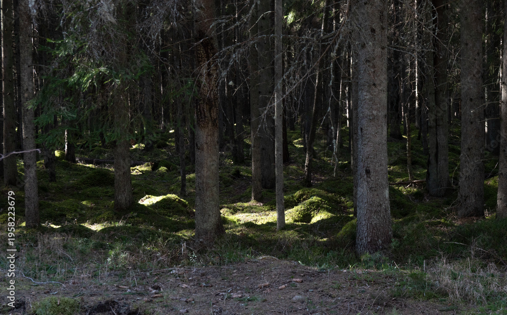Fototapeta premium forest in the spring