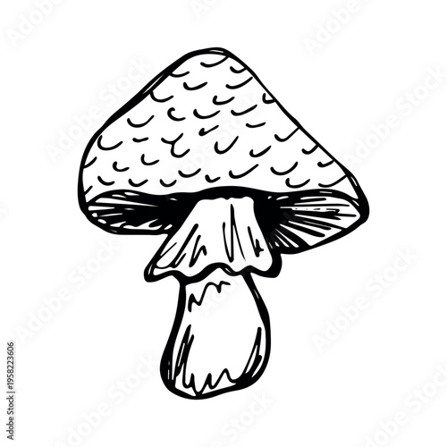 Hand drawn mushroom doodle Botanical illustration Cute autumn mushroom Healthy eco food Organic vegetarian food For stickers, greeting card, design, print, packaging, decor, kids books