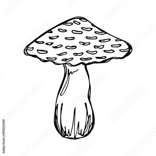 Hand drawn mushroom doodle Botanical illustration Cute autumn mushroom Healthy eco food Organic vegetarian food For stickers, greeting card, design, print, packaging, decor, kids books