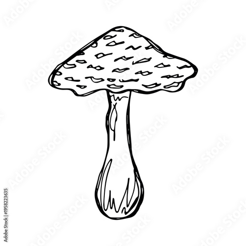 Hand drawn mushroom doodle Botanical illustration Cute autumn mushroom Healthy eco food Organic vegetarian food For stickers, greeting card, design, print, packaging, decor, kids books