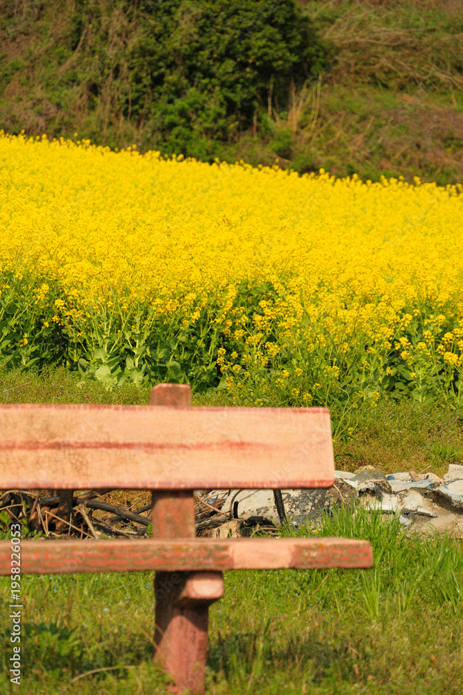 Fototapeta premium Vibrant Yellow Canola Flower Terraced Fields in Cheongsando Island South Korea