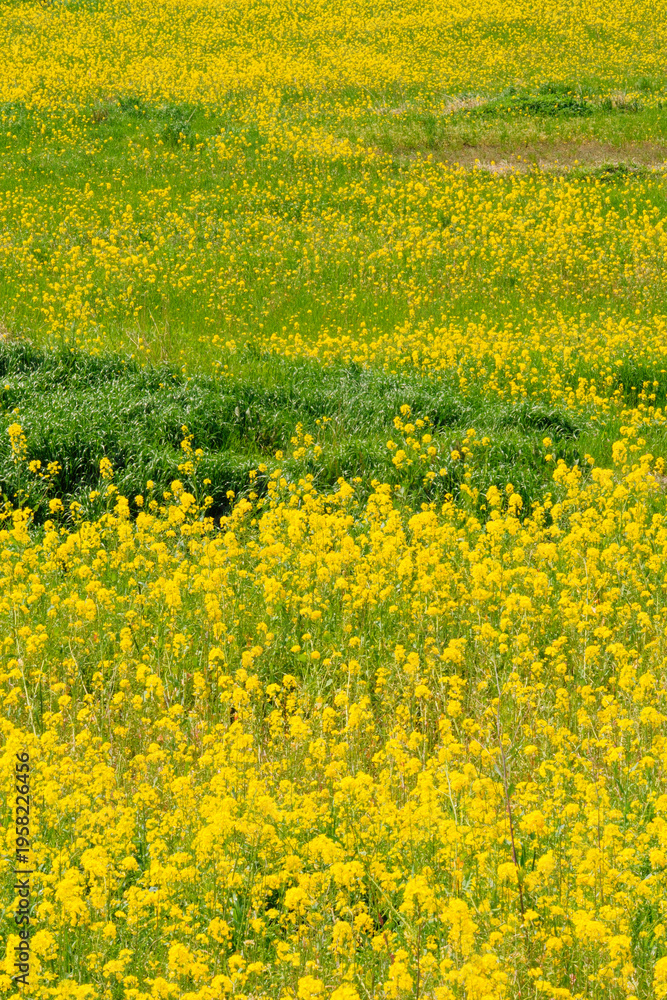 Fototapeta premium Vibrant Yellow Canola Flower Close up with Bright Spring Sunlight