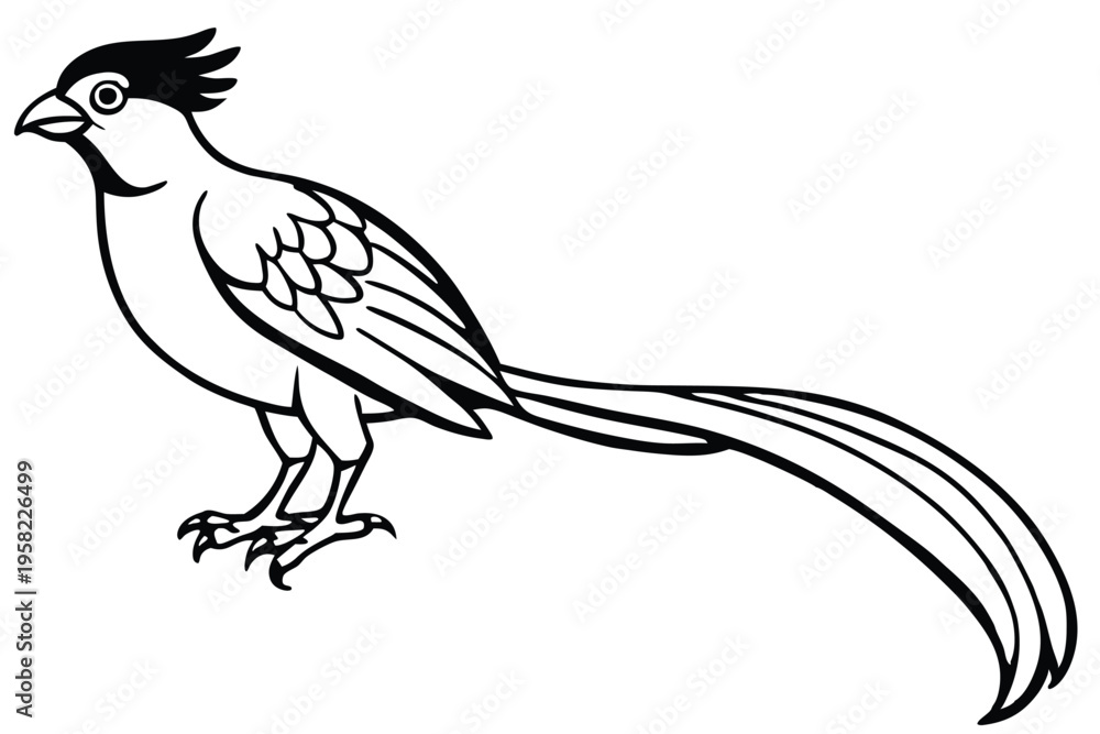 Fototapeta premium roadrunner bird silhouette line art vector illustration with a white background