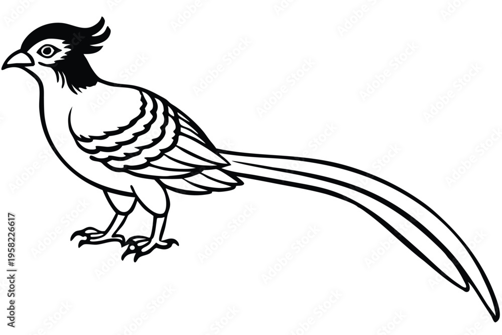 Fototapeta premium roadrunner bird silhouette line art vector illustration with a white background