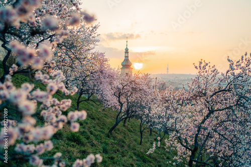 Photography Cherry blossoms bloom in Prague as the sun sets over the city skyline in a color