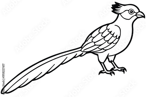 roadrunner bird silhouette line art vector illustration with a white background