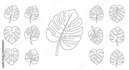 Monstera deliciosa leaf illustrations set.