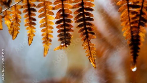 Fougères oranges, dans la forêt des Landes de Gascogne