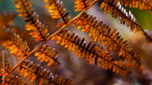 Fougères oranges, dans la forêt des Landes de Gascogne