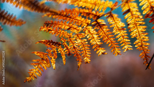 Fougères oranges, dans la forêt des Landes de Gascogne