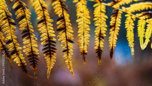 Fougères oranges, dans la forêt des Landes de Gascogne