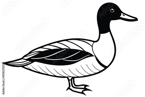 pintail bird silhouette line art vector illustration with a white background