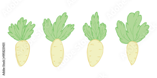 Hand drawn farm daikon radish plant with green leaves Fresh vegetable doodle set Healthy eco food Organic garden vegetarian food For design, print, packaging, decor, kids books