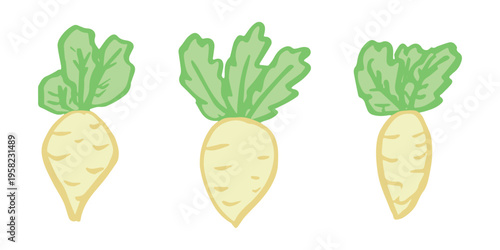 Hand drawn farm daikon radish plant with green leaves Fresh vegetable doodle set Healthy eco food Organic garden vegetarian food For design, print, packaging, decor, kids books