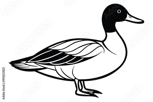 pintail bird silhouette line art vector illustration with a white background