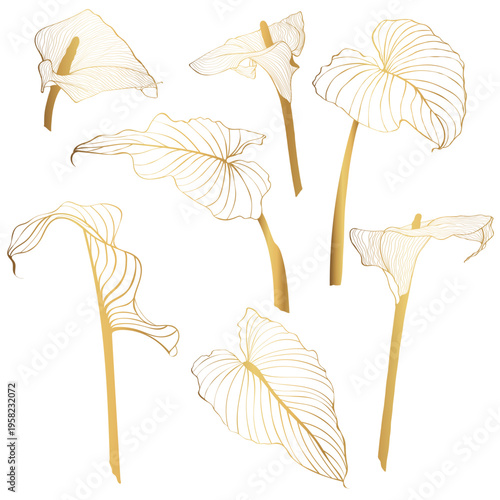 Tropical calla lilies flowers. Engraved background. Wedding background card floral decorative elements. Thank you, rsvp, invitation elegant card illustration graphic set banner. Golden line.