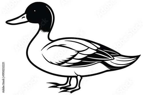 pintail bird silhouette line art vector illustration with a white background