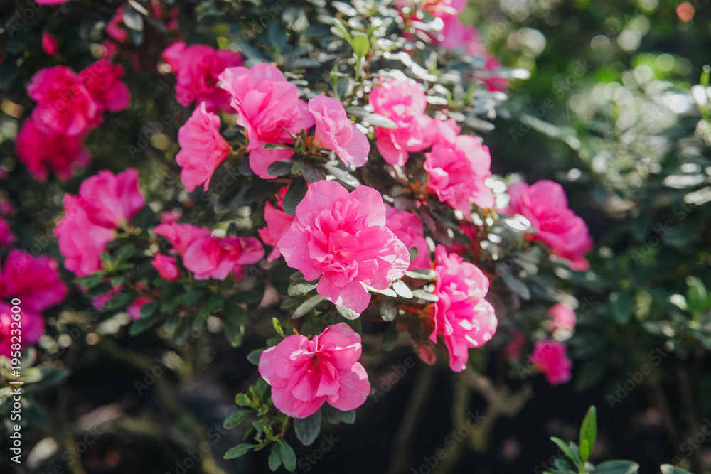 Fototapeta premium Pink Rhododendron Azalea blooming in tropical greenhouse garden