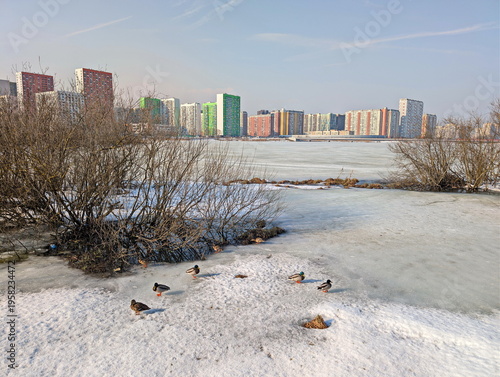 Duck shores of the spring metropolis