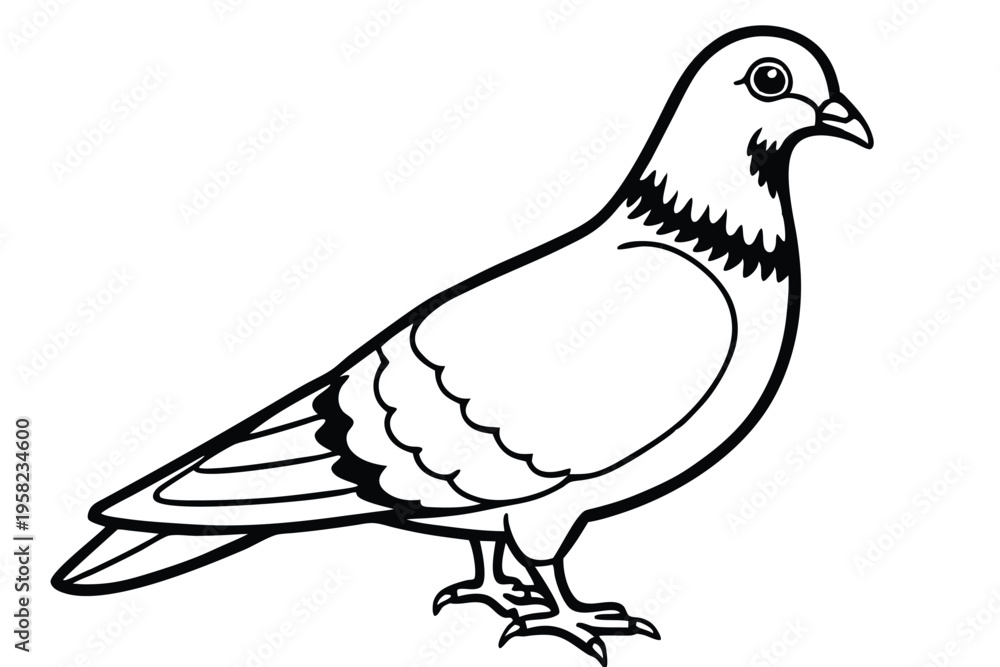 Fototapeta premium pigeon silhouette line art vector illustration with a white background