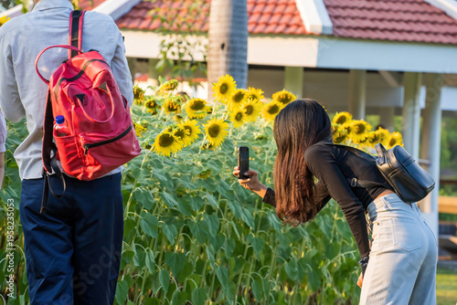 A girl bending down to take a close photo of blooming sunflowers in the garden.