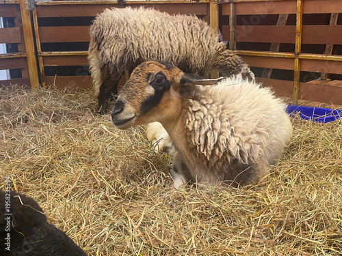A sheep with thick wool lying on hay inside a wooden pen, with another sheep in the background.