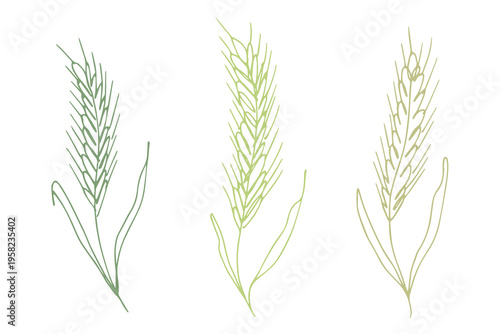 Set of hand drawn cereal wheat oat rye barley rice ears spikelet clipart Organic wheat bread agriculture farming harvest healthy food Single element for design print packaging label decor