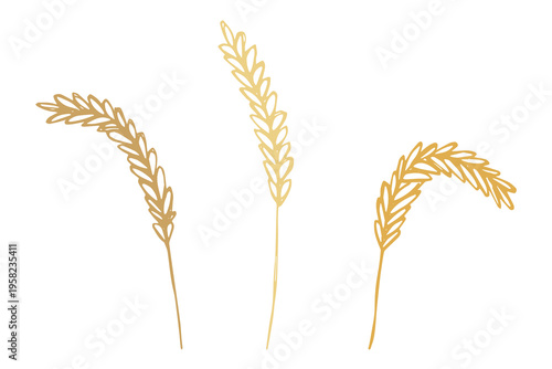 Set of hand drawn cereal wheat oat rye barley rice ears spikelet clipart Organic wheat bread agriculture farming harvest healthy food Single element for design print packaging label decor