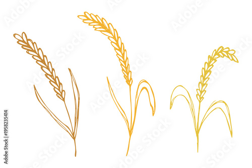 Set of hand drawn cereal wheat oat rye barley rice ears spikelet clipart Organic wheat bread agriculture farming harvest healthy food Single element for design print packaging label decor