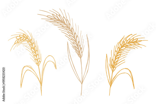Set of hand drawn cereal wheat oat rye barley rice ears spikelet clipart Organic wheat bread agriculture farming harvest healthy food Single element for design print packaging label decor