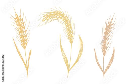 Set of hand drawn cereal wheat oat rye barley rice ears spikelet clipart Organic wheat bread agriculture farming harvest healthy food Single element for design print packaging label decor