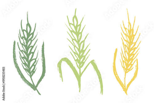 Set of hand drawn cereal wheat oat rye barley rice ears spikelet clipart Organic wheat bread agriculture farming harvest healthy food Single element for design print packaging label decor