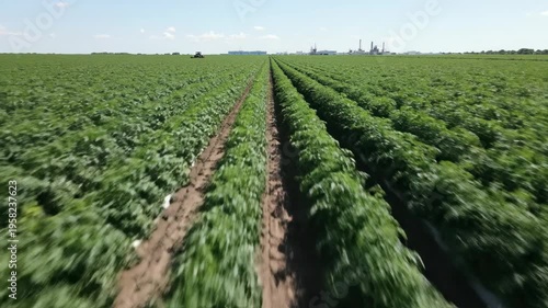 Rows of crops stretch across the land under the sun. The camera shows the fields from above and highlights their extent