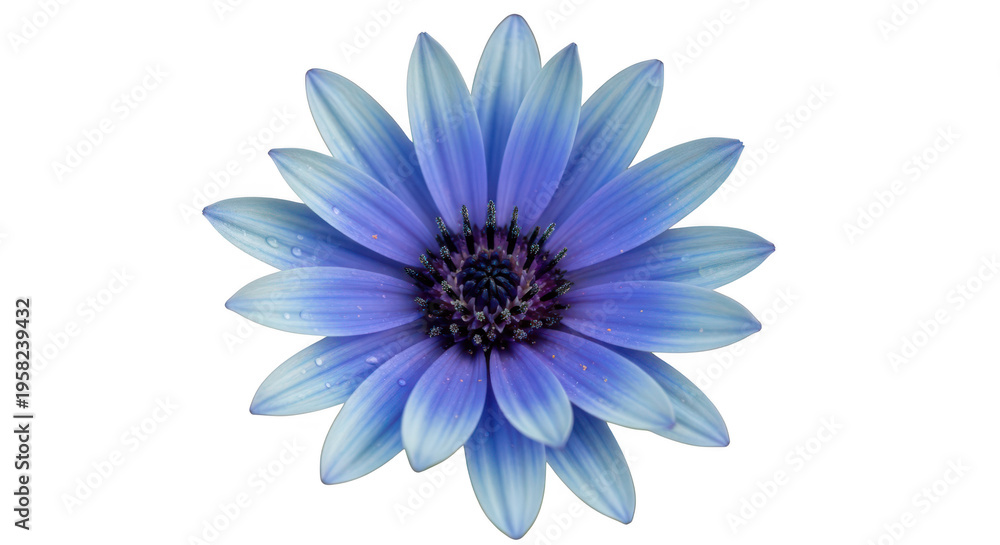 Obraz premium A blue flower with water droplets on its petals