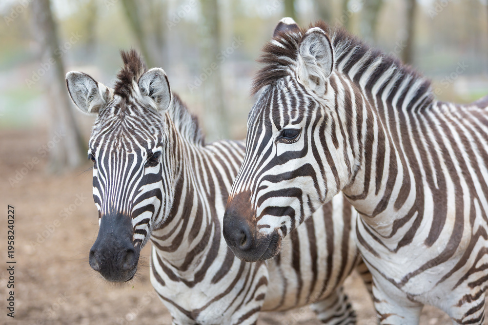 Fototapeta premium Two Zebras Close Up