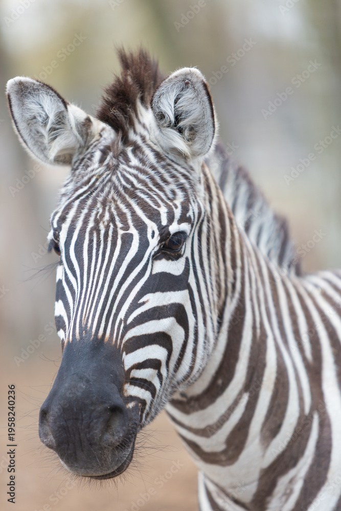 Naklejka premium Zebra Portrait Close Up