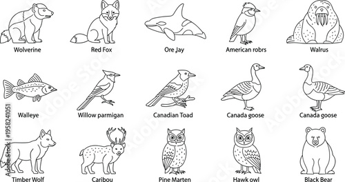 Wildlife Animal Outline Vector Set Featuring Bear Fox Wolf Owl Goose Walrus and Fish Species Line Art Collection for Educational Coloring Book Nature Illustration Design