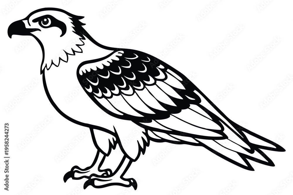 Fototapeta premium osprey bird silhouette line art vector illustration with a white background