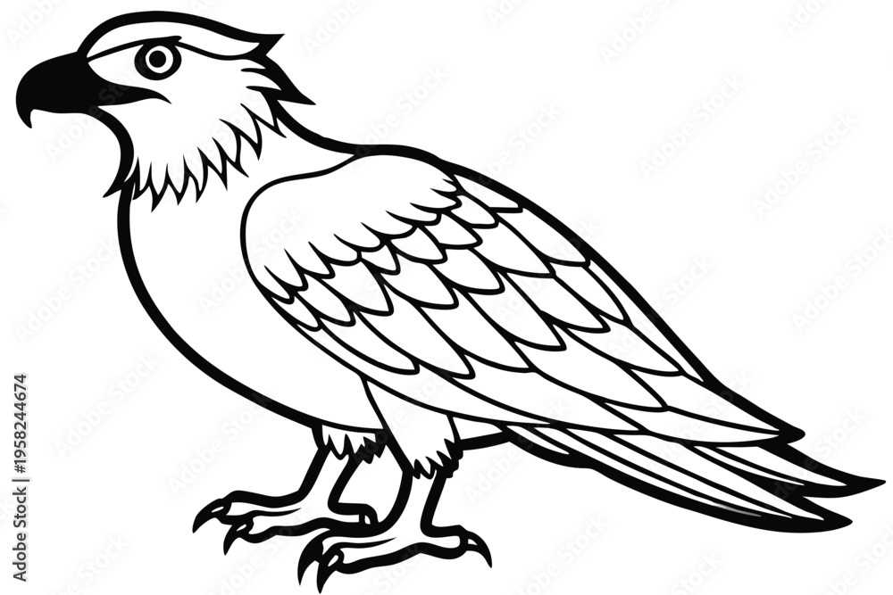 Fototapeta premium osprey bird silhouette line art vector illustration with a white background