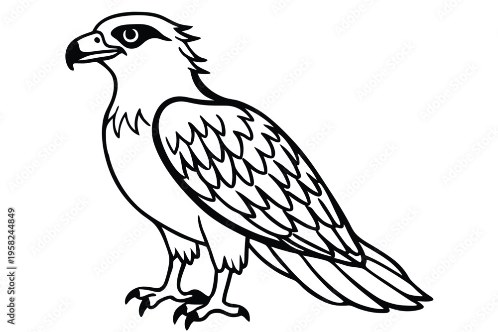 Fototapeta premium osprey bird silhouette line art vector illustration with a white background