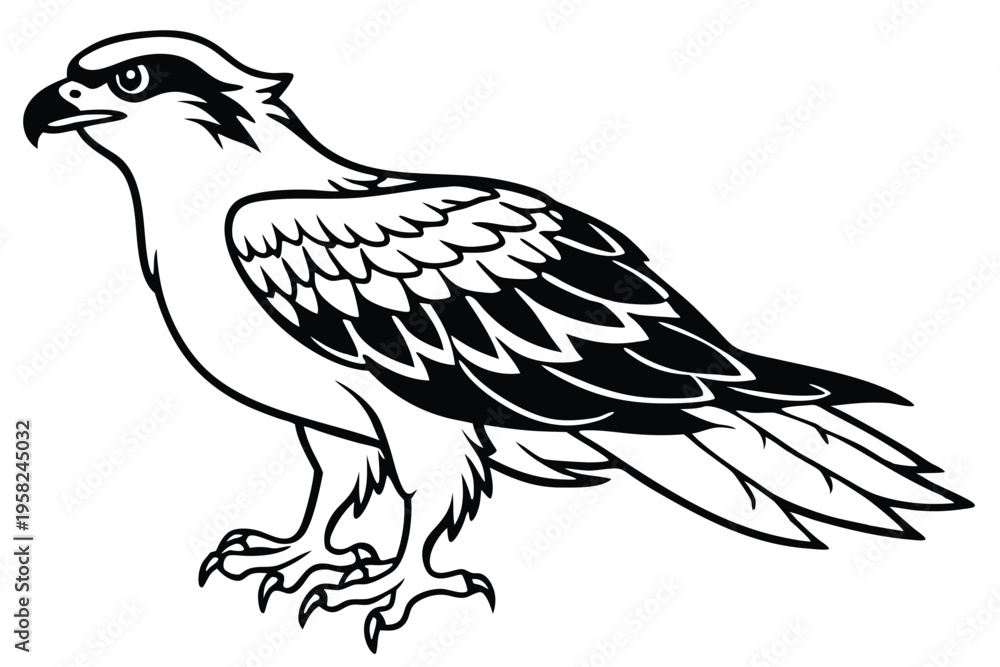 Fototapeta premium osprey bird silhouette line art vector illustration with a white background