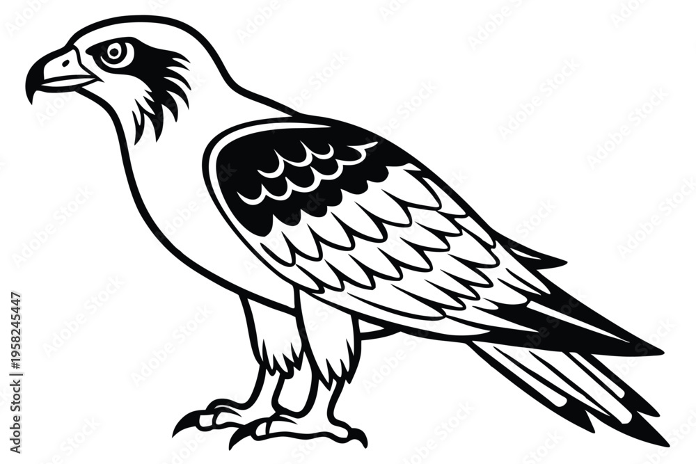 Fototapeta premium osprey bird silhouette line art vector illustration with a white background