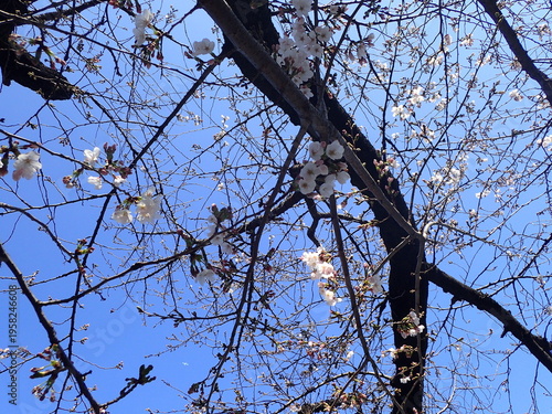 千鳥ヶ淵の桜の蕾