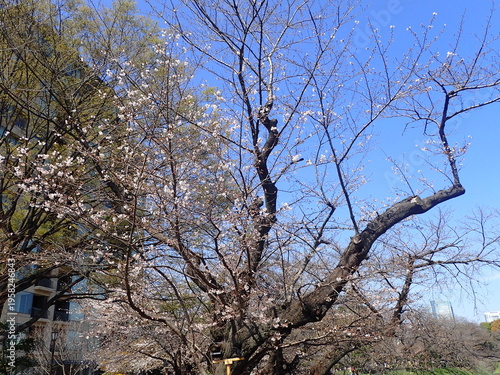 千鳥ヶ淵の桜の蕾