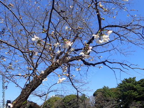 千鳥ヶ淵の桜の蕾