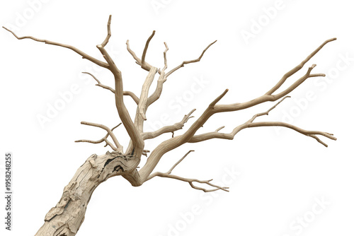 Dry bare tree wood snag with weathered branches on transparent background, symbolizing death, decay, and resilience