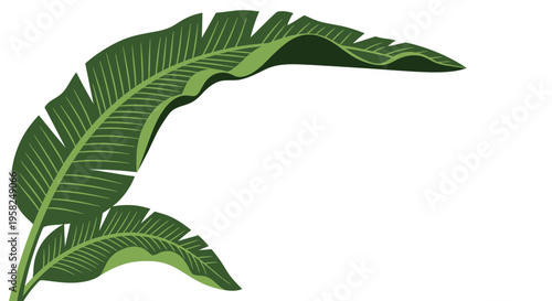 Green Banana Leaves Tropical Plant Exotic Foliage