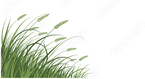 Green grass blowing in the wind, nature, summer, fresh, isolated on white