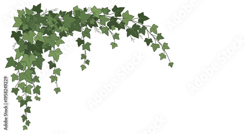 Green Ivy Vine Growing Over White Background, Nature Element