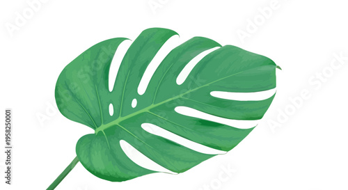 Monstera Deliciosa Leaf Isolated on White Background